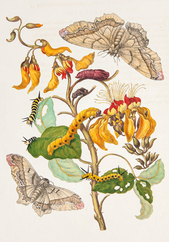 Ilustracja barwna. Przedstawia gałąź z żółtymi kwiatami i zielonymi listkami. Po liściach wędrują gąsienice. Powyżej i poniżej motyle lub ćmy. 
