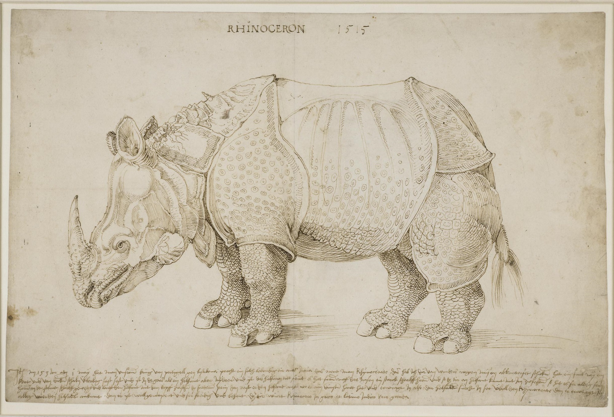 Nosorożec Albrechta Dürera. Zwierzę stoi w miejscu. Pochyla głowę w dół. Ma skórę jak zbroję i spiralny róg na grzbiecie. U góry napis. Pod rysunkiem długi tekst. 