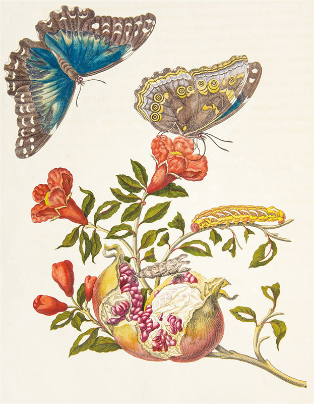 Kolorowa ilustracja. Przedstawia gałązkę z kwiatami na której siedzi gąsienica. Gałązka ma otwarty owoc w którego wnętrzu widzimy czerwone mini owoce. Powyżej, nad kwiatami dwa kolorowe motyle - jeden błękitny drugi szaro-żółty. Jest to kwitnąca gałąź granatu. 


