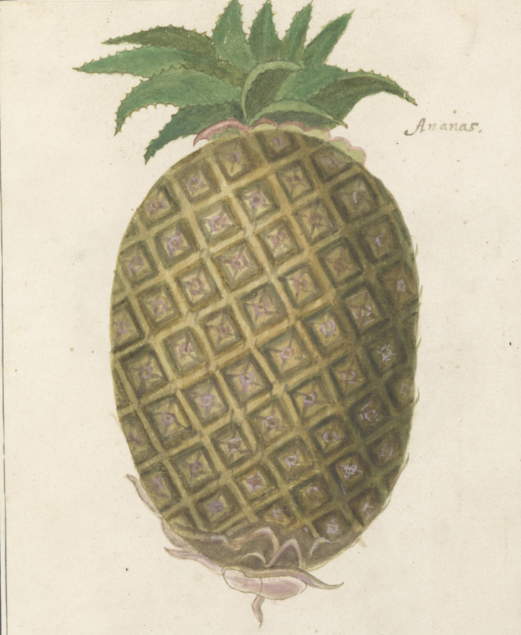 Kolorowy rysunek przedstawiający owoc ananasa. Jest to rysunek Anselmusa Boëtiusa de Boodta.
