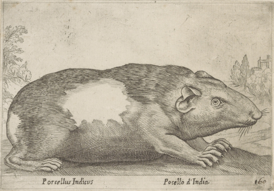 Rycina przedstawia krępe zwierzę z bardzo krótkimi nóżkami i pazurami. Zwierzę na podłużną mordkę i małe uszy. Po prawej stronie zarys drzew i budowli. Jest to kawia.