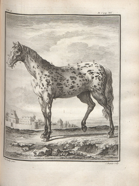 Rycina przedstawiająca konia. Duże zwierzę stoi na tle zabudowań architektonicznych i pejzażu. Koń jest biały i ma na skórze nieregularne plamy. Rysunek oddaje szczegółowo każdy element pejzażu. 
