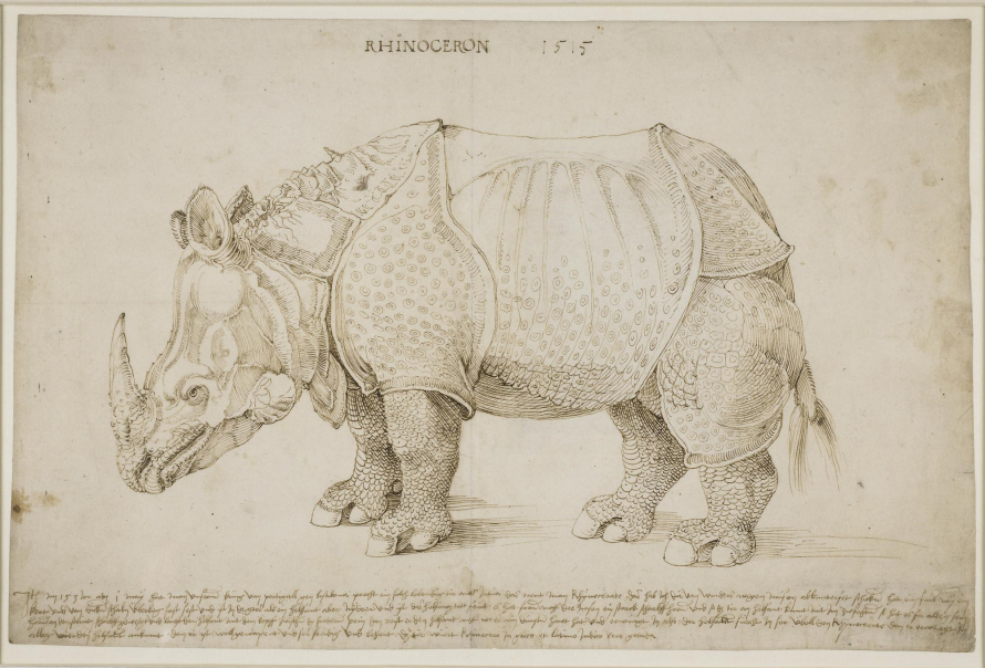 Nosorożec Albrechta Dürera. Zwierzę stoi w miejscu. Pochyla głowę w dół. Ma skórę jak zbroję i spiralny róg na grzbiecie. U góry napis. Pod rysunkiem długi tekst. 