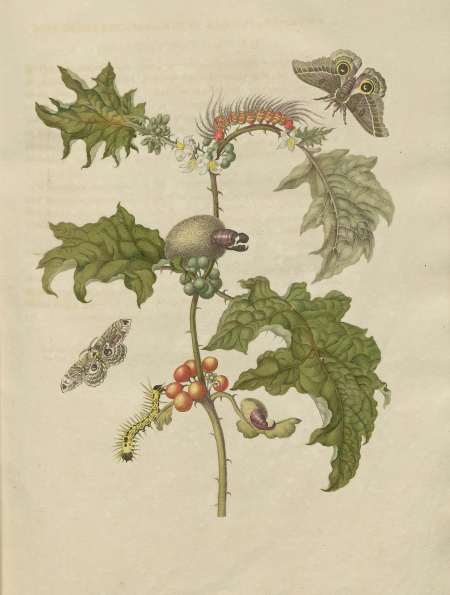 Kolorowa ilustracja. Przedstawia gałąź z zielonymi liśćmi, po której spacerują kolorowe gąsienice. Z prawej i z lewej strony latają motyle.