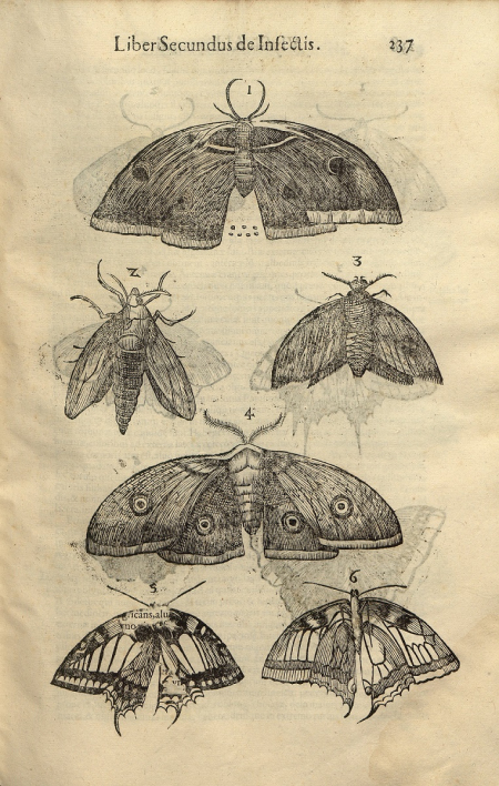 Karta ilustracyjna ze starej księgi. Przedstawia motyle. Każdy z nich rysowany jest bardzo szczegółowo.