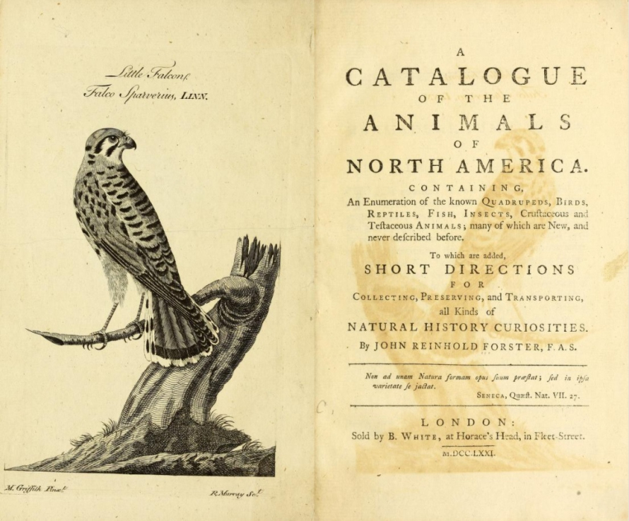 Rycina i strona tytułowa z książki. Przedstawia ptaka siedzącego na gałęzi drzewa i pierwszą stronę książki. 
