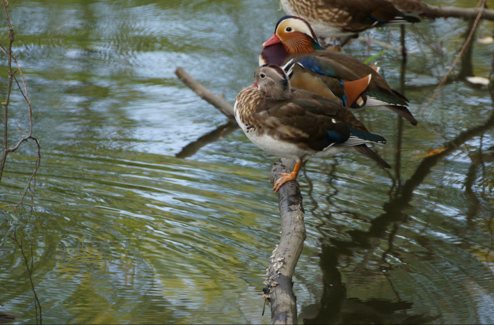 Zdjęcie przedstawia dwie kaczki mandarynki stojące na konarze, nad wodą.
