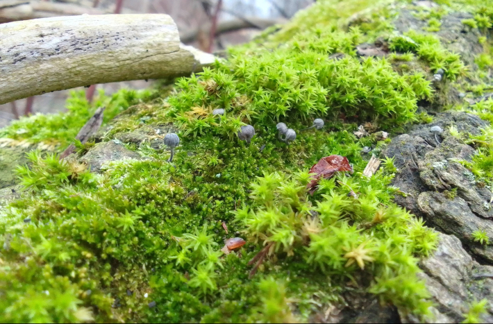 Zdjęcie przedstawia konar drzewa porośnięty mchem i porostami.