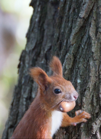 Zdjęcie przedstawia wiewiórkę trzymająca w zębach żołądź na tle kory drzewa.