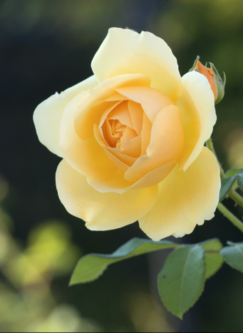 Zdjęcie przedstawia zbliżenie na rozkwitniętą różę.