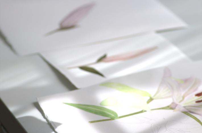 Zajęcia z ilustracji botanicznej, rośliny, farby.